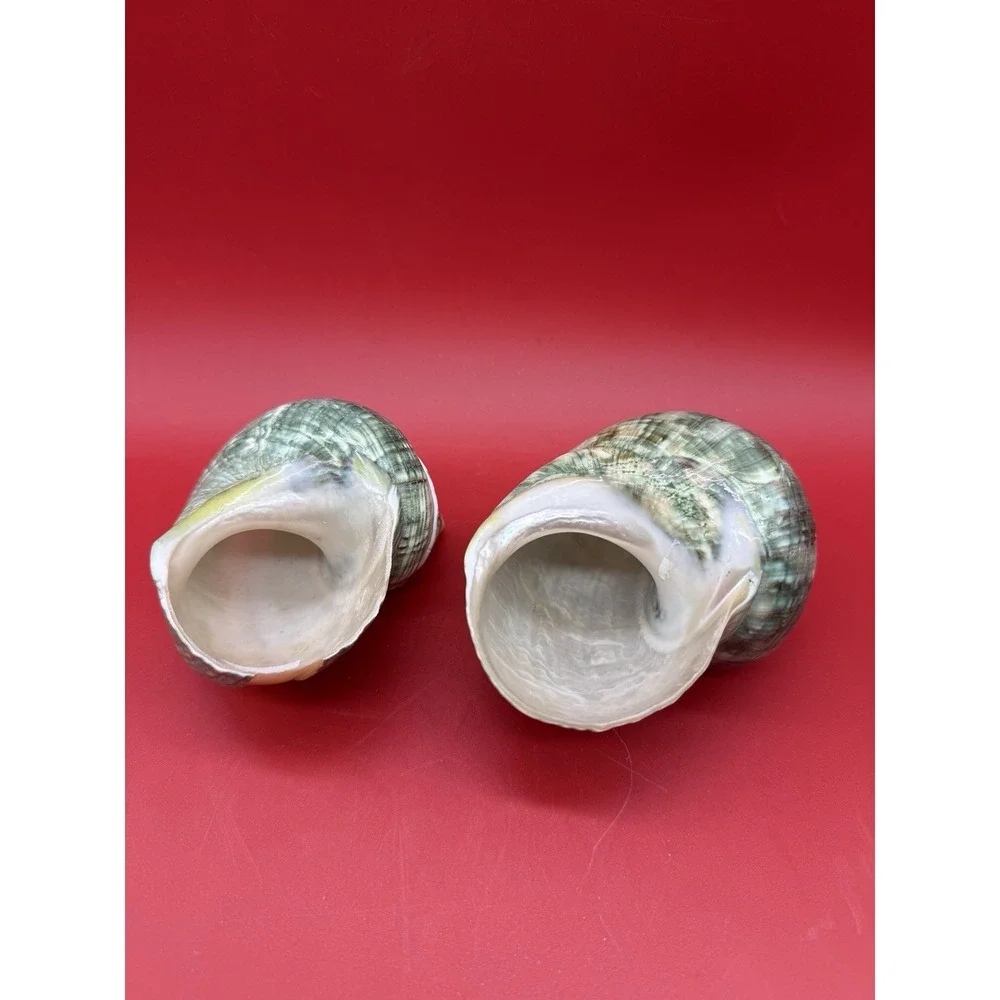 Polished Jade Turbo Shell with Pearlized Stripe Shell 3.75